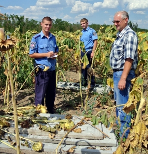 Совість, загублена у соняхах